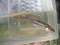 Notropis heterolepis