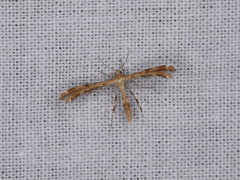 Trichoptilus ceramodes