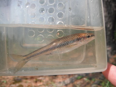Notropis heterolepis