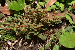 Phyllanthus urinaria hookeri