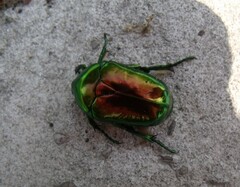 Protaetia speciosissima