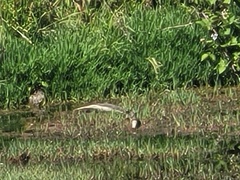 Rhipidura leucophrys