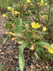 Oenothera villosa