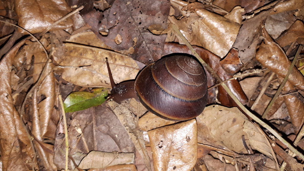 Bicoloured Snails from Kuranda QLD 4881, Australia on November 27, 2022