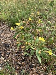 Oenothera villosa