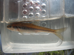 Notropis heterolepis