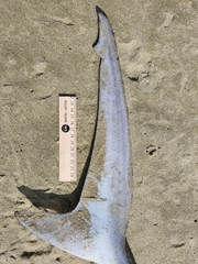 Sphyrna zygaena
