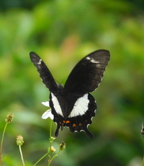 Papilio fuscus