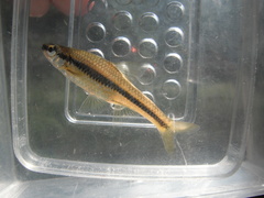 Notropis heterodon