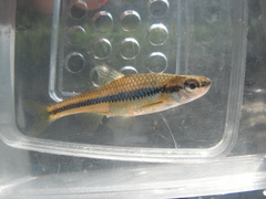 Notropis heterodon