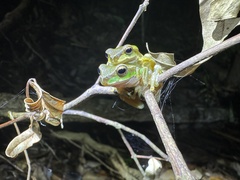 Ranoidea pearsoniana