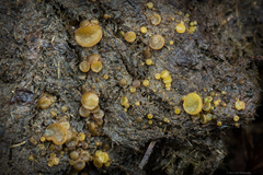 Ascobolus furfuraceus