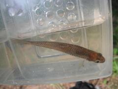Notropis heterolepis