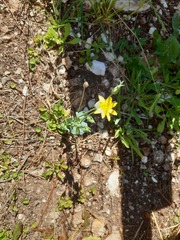 Blackstonia perfoliata