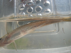 Notropis heterolepis