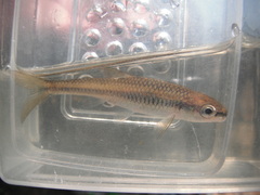Notropis heterolepis