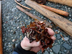 Constantinea simplex