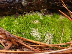 Leucobryum glaucum