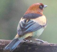 Stilpnia peruviana
