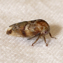 Cyrtolobus pallidifrontis