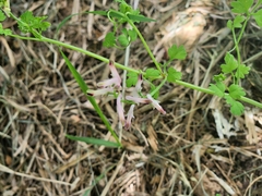 Fumaria bastardii