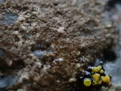 Arthonia phaeobaea