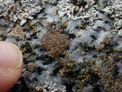 Arthonia phaeobaea