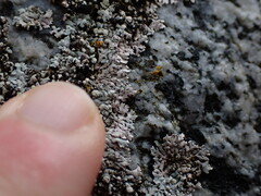Physcia caesia