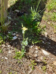 Blackstonia perfoliata