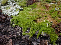 Homalothecium nuttallii