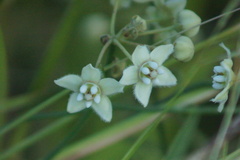 Funastrum