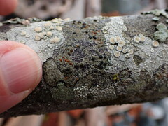 Athallia pyracea