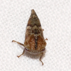 Cyrtolobus pallidifrontis