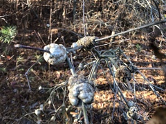 Callirhytis quercuspunctata