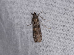 Nomophila corticalis