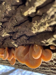 Flammulina velutipes