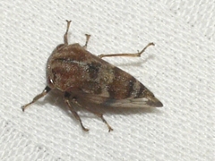 Cyrtolobus pallidifrontis