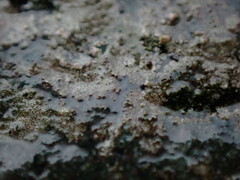 Arthonia phaeobaea