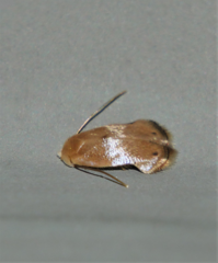 Opostegidae