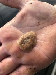 Aeolidia