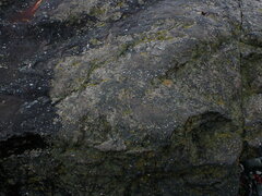 Arthonia phaeobaea