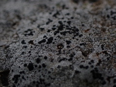 Lecideales