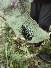 Chrysolopus spectabilis