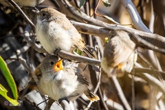 Acanthiza uropygialis