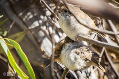 Acanthiza uropygialis