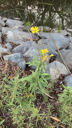 iNaturalist observation photo of tall evening primrose