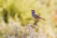 Calamanthus campestris