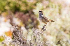 Calamanthus campestris