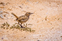 Calamanthus campestris