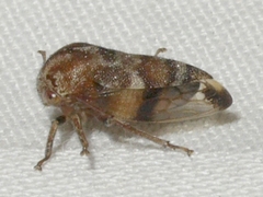 Cyrtolobus pallidifrontis